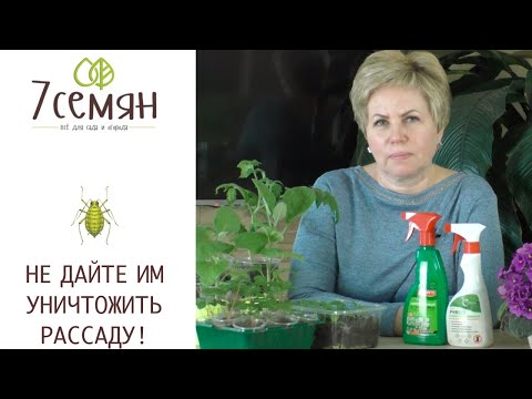 Видео: КАК БОРОТЬСЯ С ВРЕДИТЕЛЯМИ НА РАССАДЕ И КОМНАТНЫХ РАСТЕНИЯХ! ЭФФЕКТИВНЫЕ МЕТОДЫ!