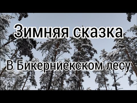 Видео: Зимняя сказка. Бикерниекский лес.