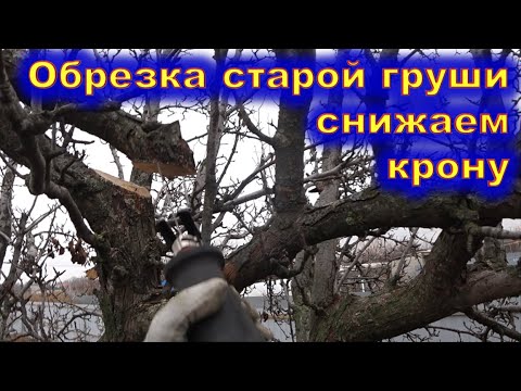 Видео: Обрезка старой груши со снижением кроны