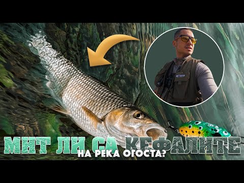Видео: Мит ли са Кефалите на Река Огоста? Разбих Ги!