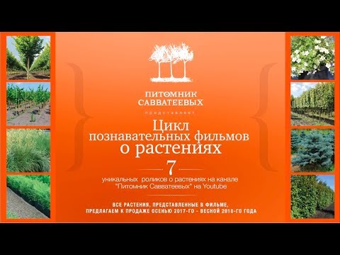 Видео: Фильм №4. Деревья-крупномеры