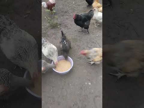 Видео: 10 жовтня 2025 р.