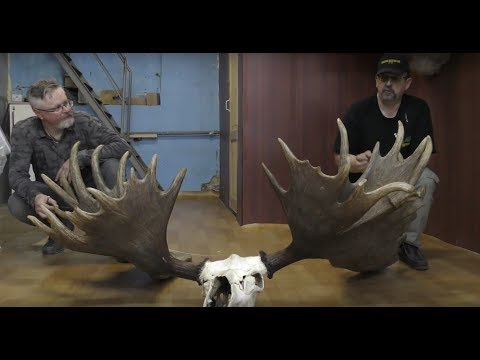 Видео: Рекордные рога чукотского лося - обмеры