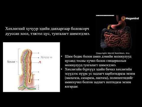 Видео: Биологи №29 Хоол боловсруулах эрхтэн тогтолцоо
