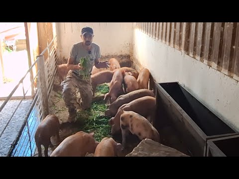 Видео: Правда про Бруса та Васильченка‼️Бізнес на свинях іде на дно,розпродую свиней‼️Купи свиню за донат‼️