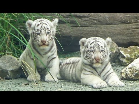 Видео: Цуки зовёт папу… Терпеливо ждут вместе, и папа пришёл! 😍