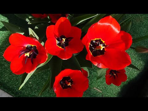 Видео: Ответы на актуальные вопросы зрителей. Про замерзшие томаты, про удобрения... Обзор погоды 9 мая.