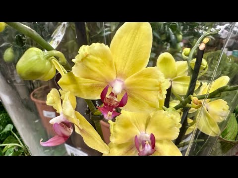 Видео: 💙💛Велика поставка ОРХІДЕЙ 👍Низькі ціни в Exotic Flora на Клеманській,3 #київ