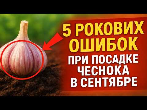 Видео: 5 РОКОВЫХ ОШИБОК при посадке чеснока в сентябре ❌ Проверьте себя, иначе урожая не будет!
