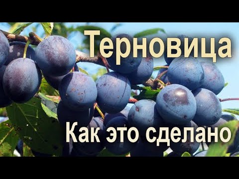 Видео: Терновица. Как это сделано.