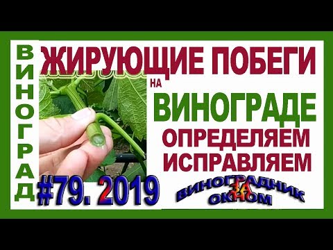 Видео: 🍇 Жирует виноград. Как бороться. Как из жирующего побега сформировать рукав.