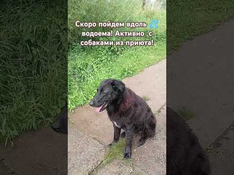 Видео: Это активно!  Треккинг с собаками из приюта. Скоро. #псков #приютшанс @dogtrekkingpskov