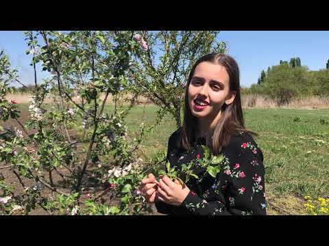 Видео: Екатерина Лесовая "Журавли"