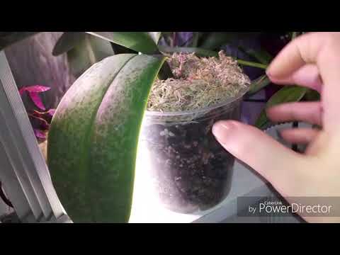 Видео: Как посадить орхидею без корней?Выбор способа реанимации.