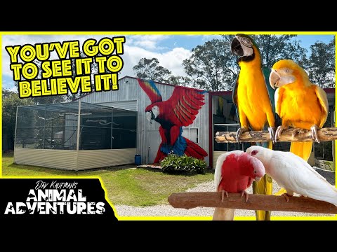 Видео: САМЫЙ ПОТРЯСАЮЩИЙ ВОЛЬЕР ДЛЯ ПОПУГАЕВ, КОТОРЫЙ ВЫ КОГДА-ЛИБО ВИДЕЛИ!