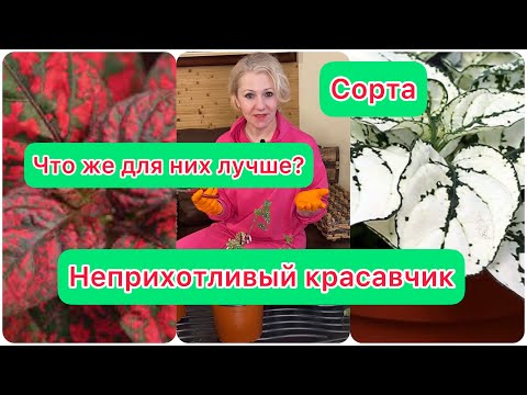 Видео: неприхотливый красавчик Гипоэстес для создания композиций, обрезаю, черенкую