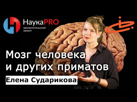 Видео: Мозг человека и других приматов: строение, сходства, отличия – Елена Сударикова | Лекции по биологии