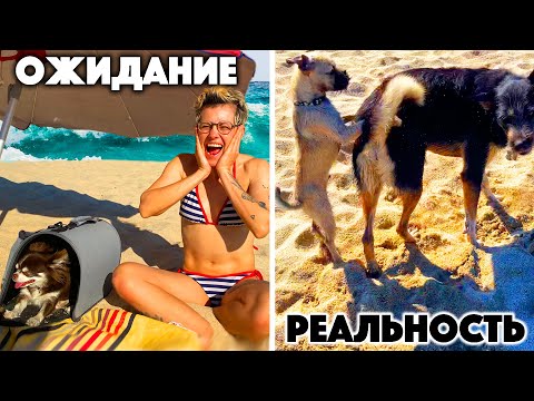 Видео: СОБАЧИЙ ПЛЯЖ - ЭТО НЕ ТО, ЧТО ВЫ ДУМАЕТЕ!