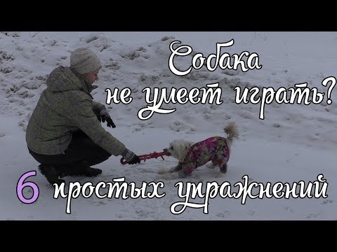 Видео: Как играть с собакой / Дрессировка собак