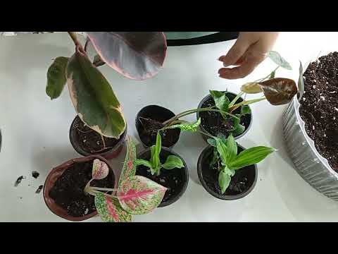 Видео: Распаковка и пересадка моих новых растений.