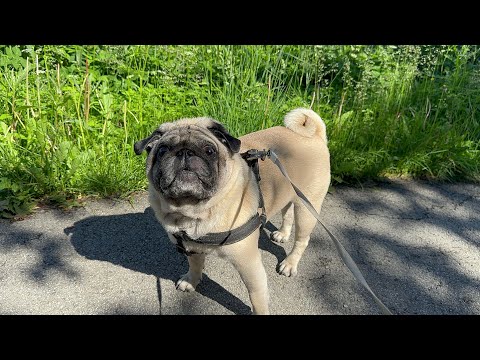 Видео: Прогулка с мопсом🐶🦮