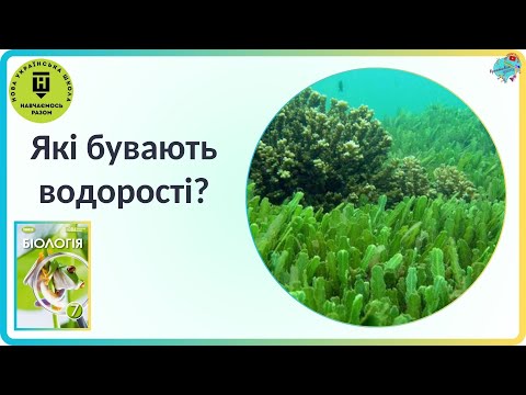 Видео: Які бувають водорості? Зелені водорості.