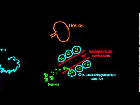 Видео: Активизируя ангиотензин 2