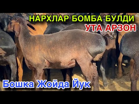 Видео: Бошка Жойдан 300-400 Минг Арзонига БЕРАМАН Гап Битта! 