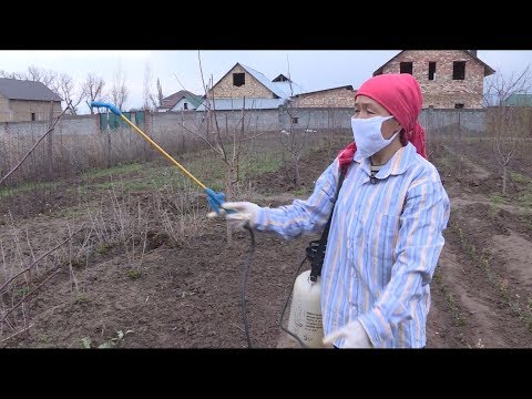 Видео: Бактардын ооруларын алдын алуу\Жашыл чарба