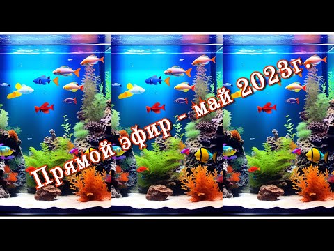 Видео: Прямой эфир - май 2023.