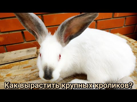 Видео: Как вырастить крупных кроликов?/Чем кормить кроликов