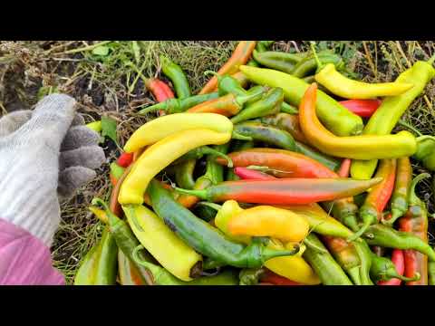 Видео: Перець, Агрессор, цвітна капуста. Прибираємо плівку і крапельну стрічку