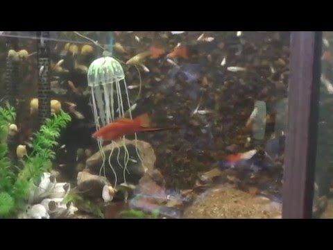 Видео: Польза соли и марганцовки в аквариуме