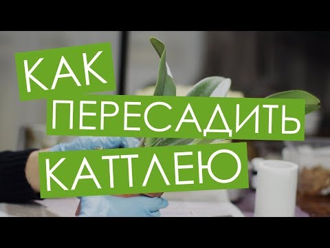 Видео: Как пересадить новую каттлею. Blc. Chian-Tzy General 'CT-Samuel' от Miki Orchid. Вып. 5