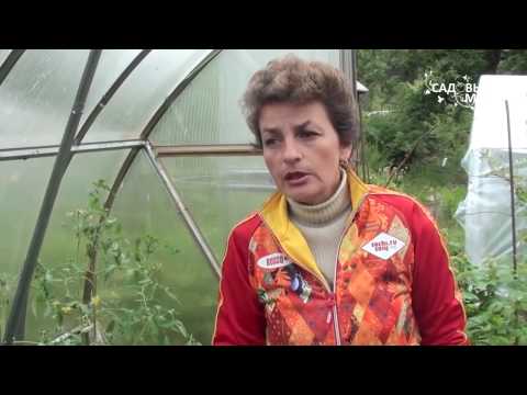 Видео: Как защитить томаты  от фитофторы.Фитоспорин.Мастер класс по применению