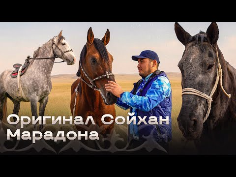 Видео: Оригинал Сойхан . Жандос Нұржігіт ағалардың баптауында Смайл мырзаның аттары