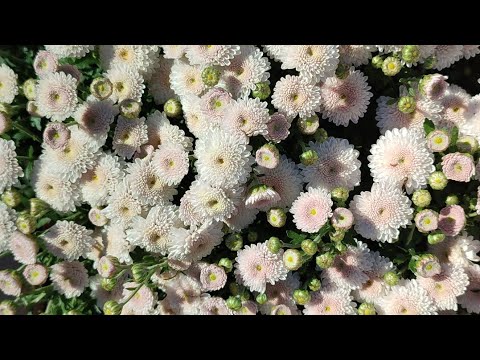 Видео: Замовила нові квіти