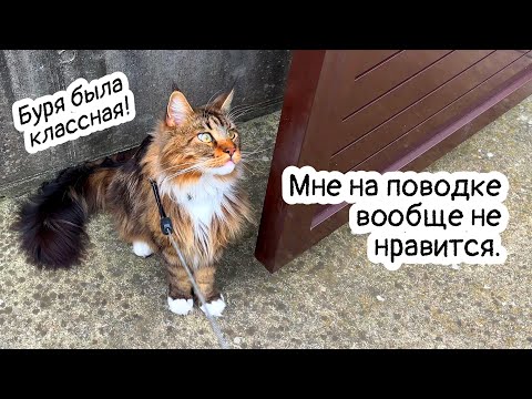 Видео: Кот Арчи на поводке,  буря, лантана и кошка Анфиса с подушкой.