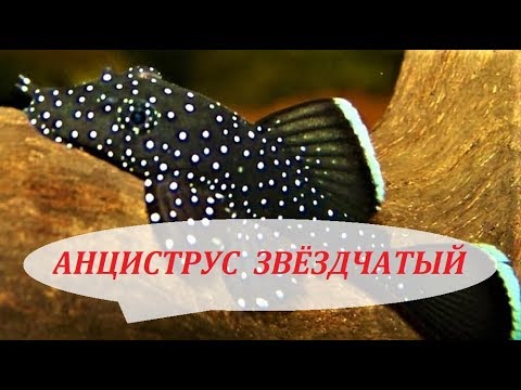 Видео: Анциструс Звёздчатый. Содержание в аквариуме, размножение, чем кормить, совместимость