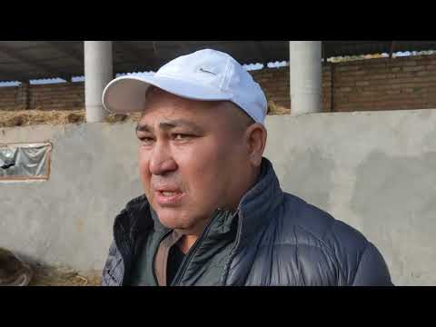 Видео: Малды тез семирткен, сүтүн көбөйткөн чыктуу тоют