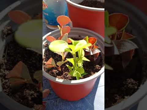 Видео: черенкование барбариса