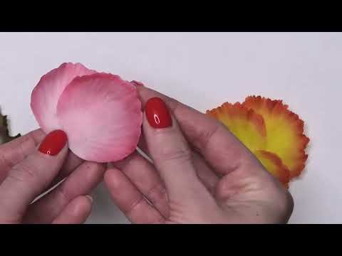 Видео: Бегония, варианты тонировки лепестков и листьев