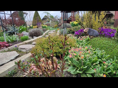 Видео: Сад у квітні. Компаньйони для цибулинних квітів. Тюльпани після квітування. Алліуми в міксбордері