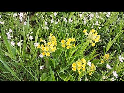 Видео: Живемо на дачі. Наш вхід у ліс і галявина. Як весняні квіти створюють милий та природний вигляд.