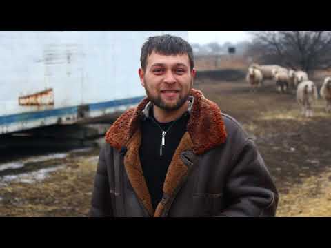 Видео: СОДЕРЖАНИЕ ОВЕЦ ЗИМОЙ ❄ // Чем кормить ОВЕЦ ЗИМОЙ // Овцы как бизнес видео