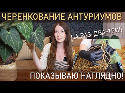Видео: ЧЕРЕНКОВАНИЕ антуриумов НА РАЗ-ДВА-ТРИ! Показываю наглядно