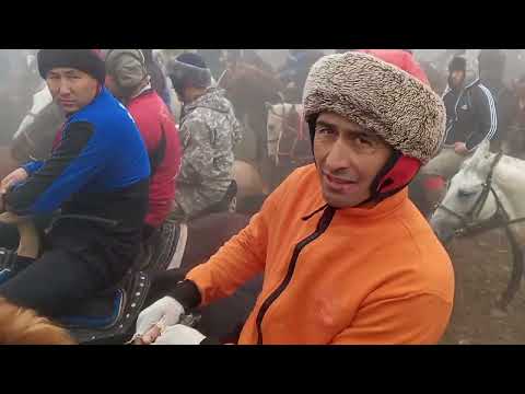 Видео: БУЗКАШИ маргедар Ш Панчакент .2024 12.07👉номериман+9929293238888