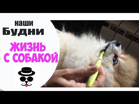 Видео: ИДЕАЛЬНАЯ ЗУБНАЯ ЩЕТКА| Жизнь с Собакой