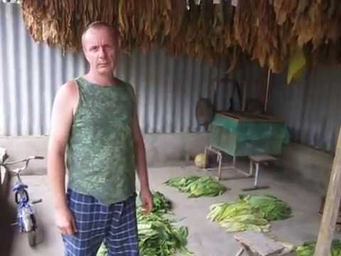 Видео: Томление табака.(tobacco yearning)