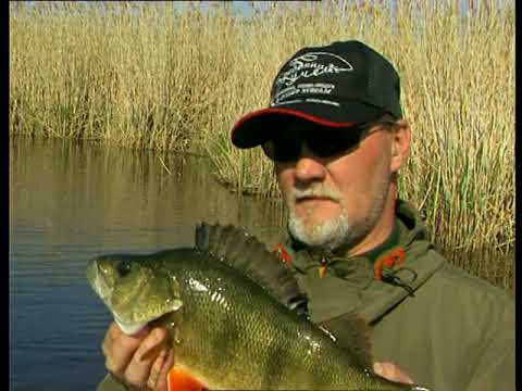 Видео: Серебряный ручей Выпуск 14 «В поисках донного хищника»